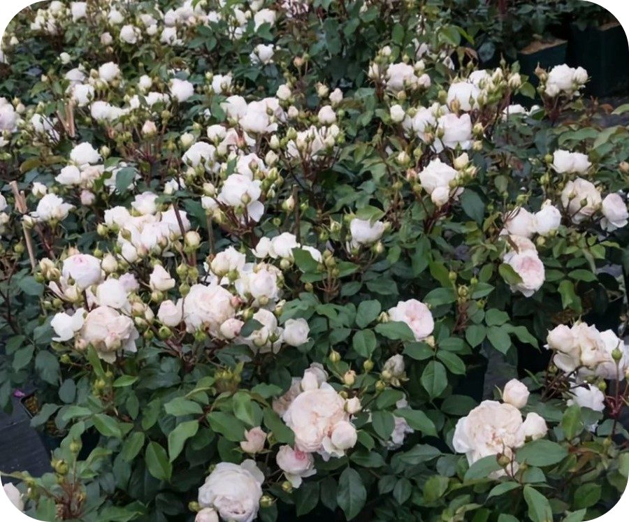 Stephanie Baronin Zu Guttenberg róża rabatowa